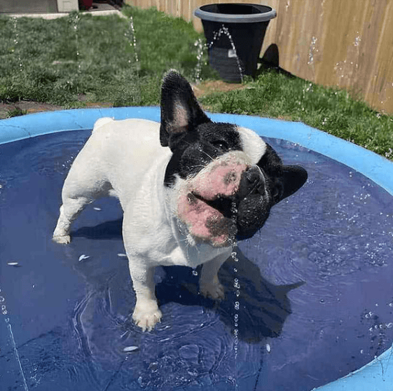 Piscina Para Pets Com Sistema de Irrigação - Cardoso Shop