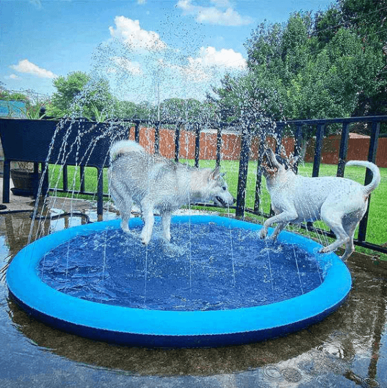 Piscina Para Pets Com Sistema de Irrigação - Cardoso Shop